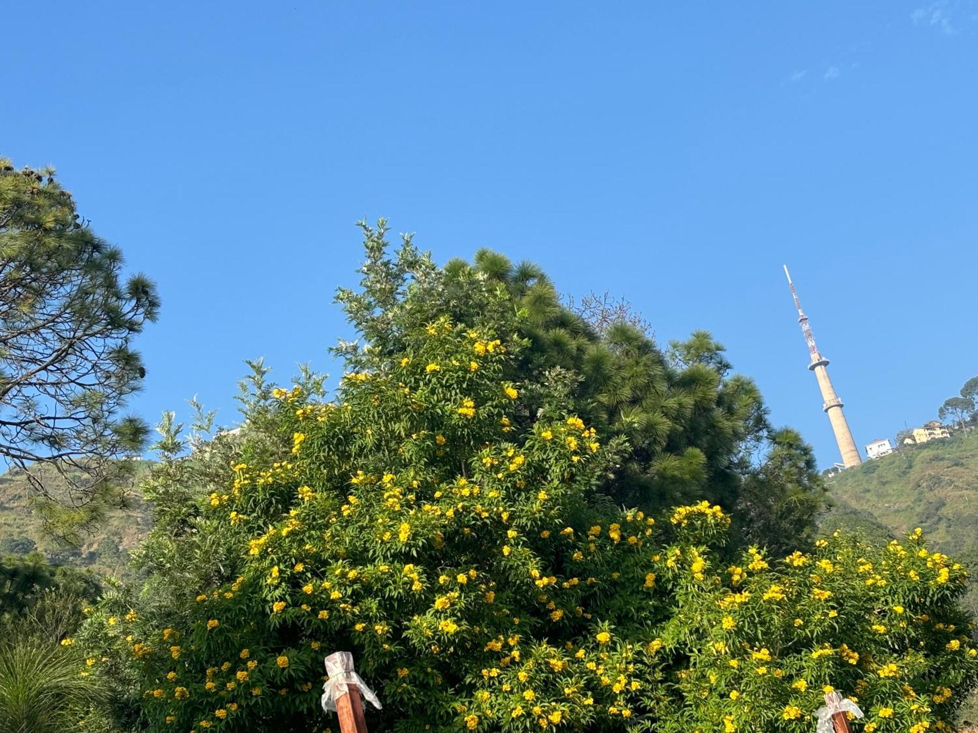 Panormic View By The North Edge Daire Kasauli Dış mekan fotoğraf